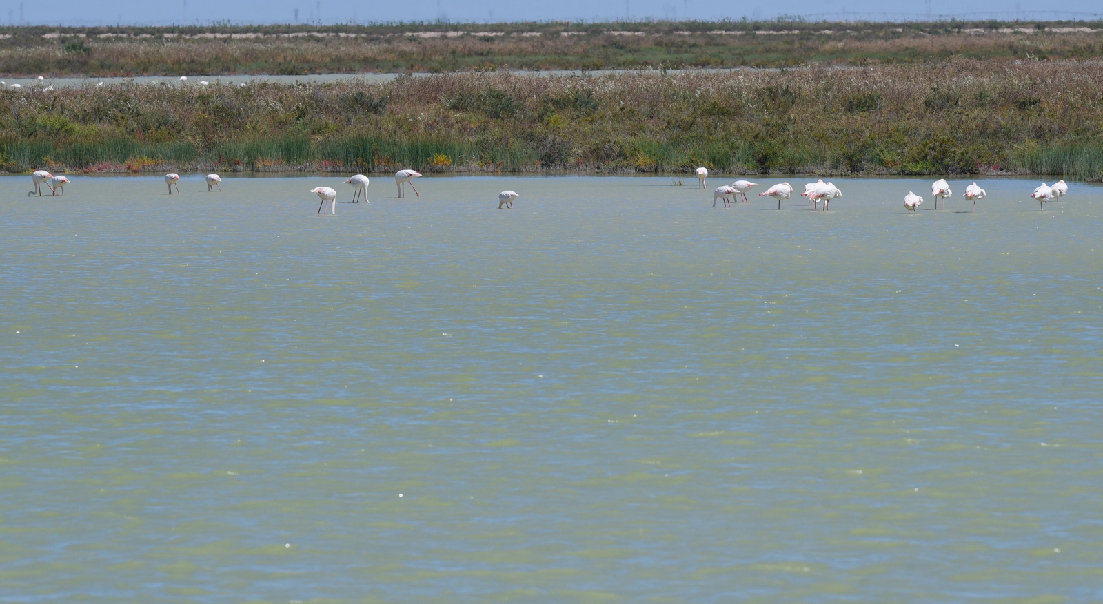 Imágenes de la finca Veta la Palma