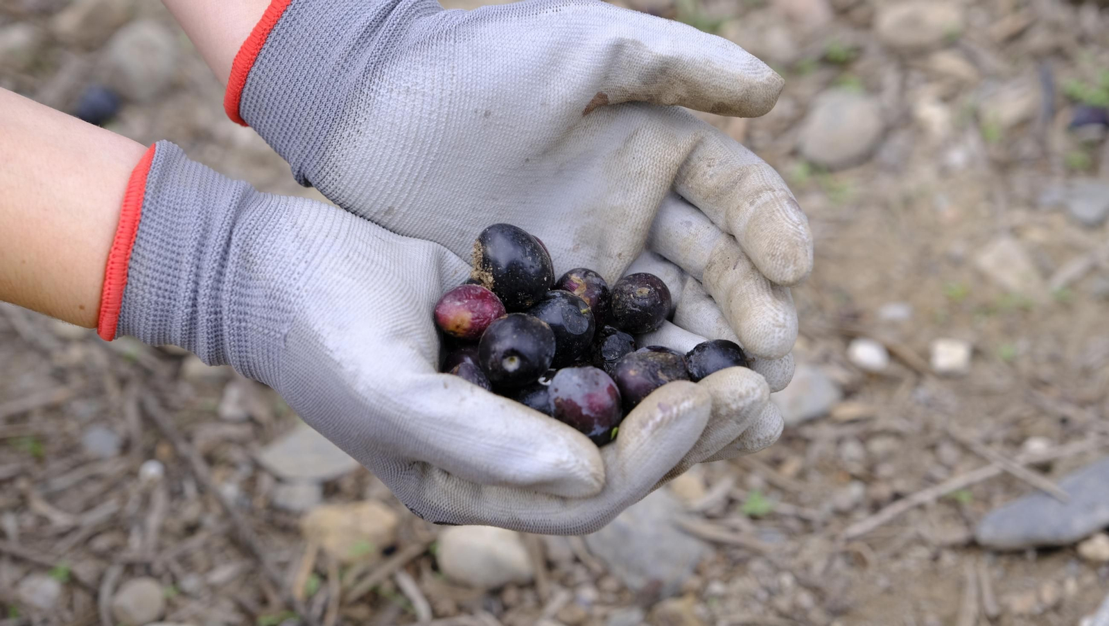 Época de recogida de aceitunas, en imágenes