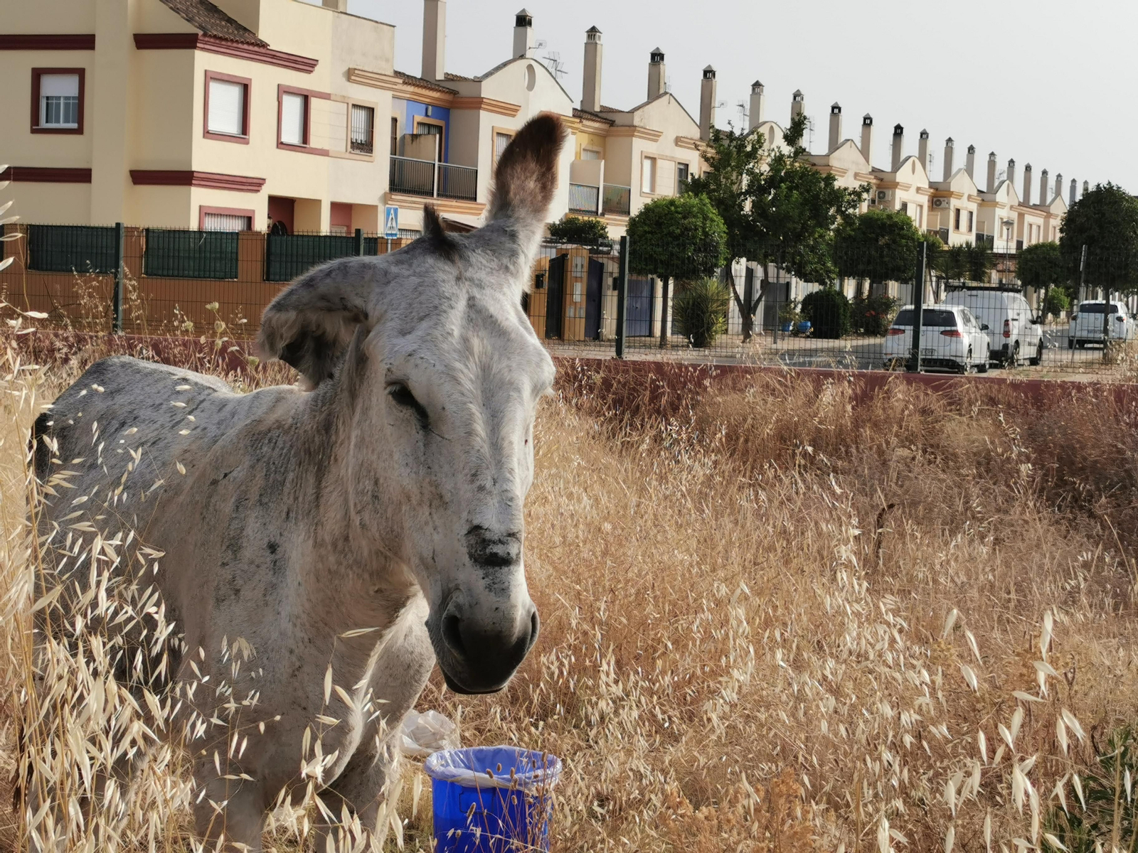 El burro Lázaro antes de ser maltratado.