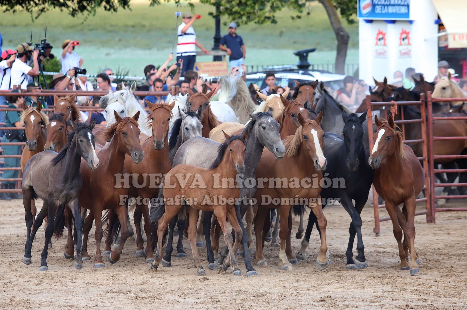 Imágenes de la saca de yeguas 2019