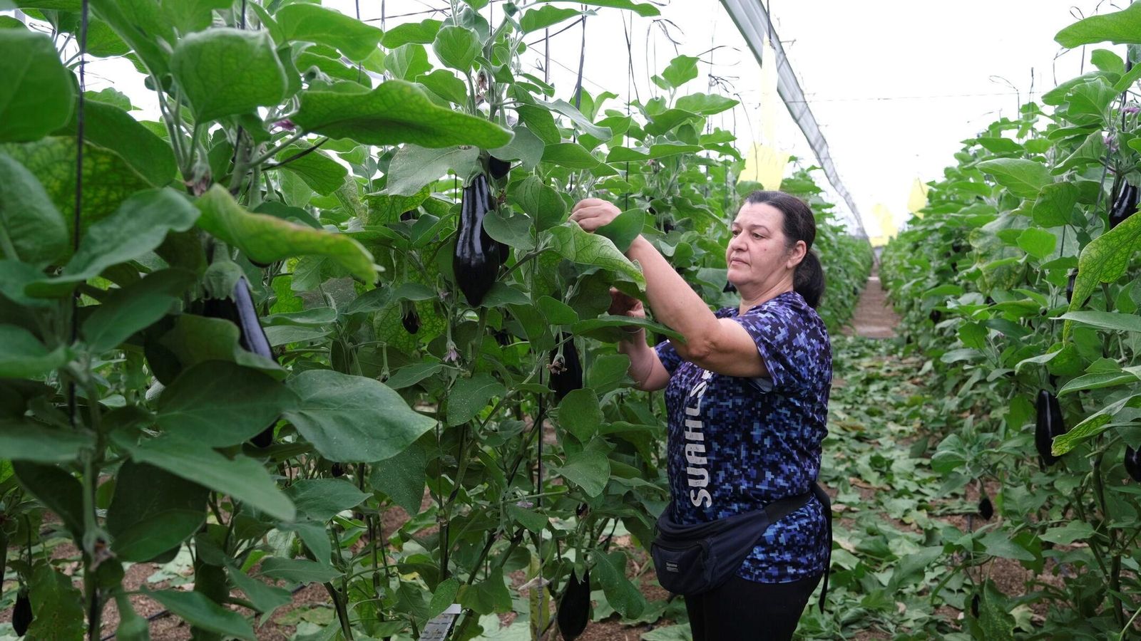 Rosa limpia las hojas en las matas.