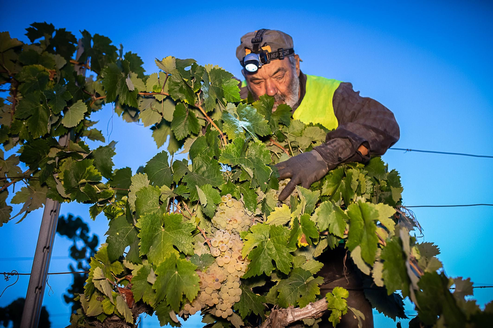 La vendimia nocturna de Tío Pepe