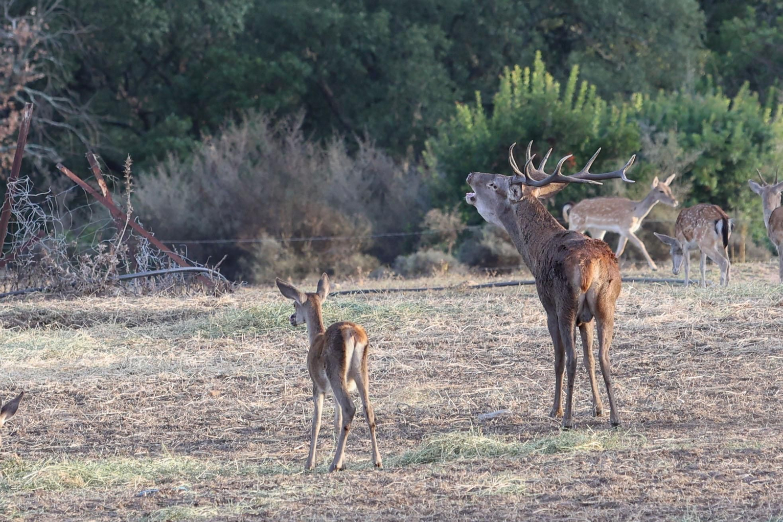 Fotos de la berrea en el Parque natural de Los Alcornocales