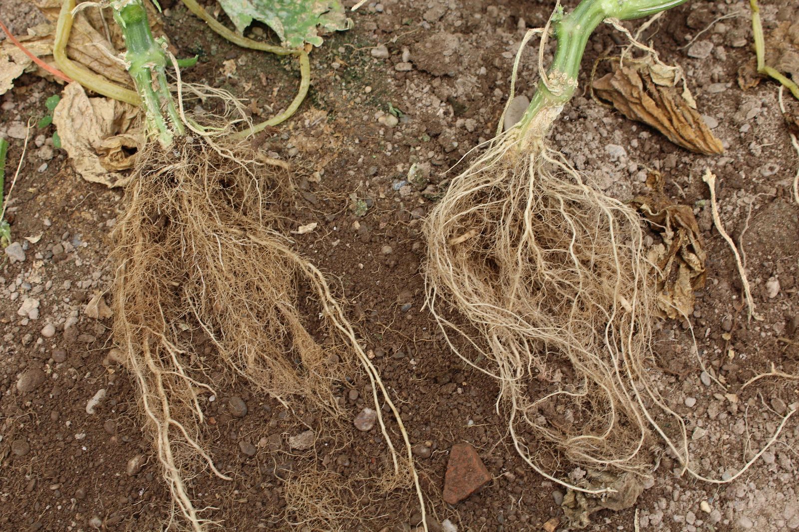 Imagen del ensayo sobre el efecto de Enraivell en las plantas de tomate.