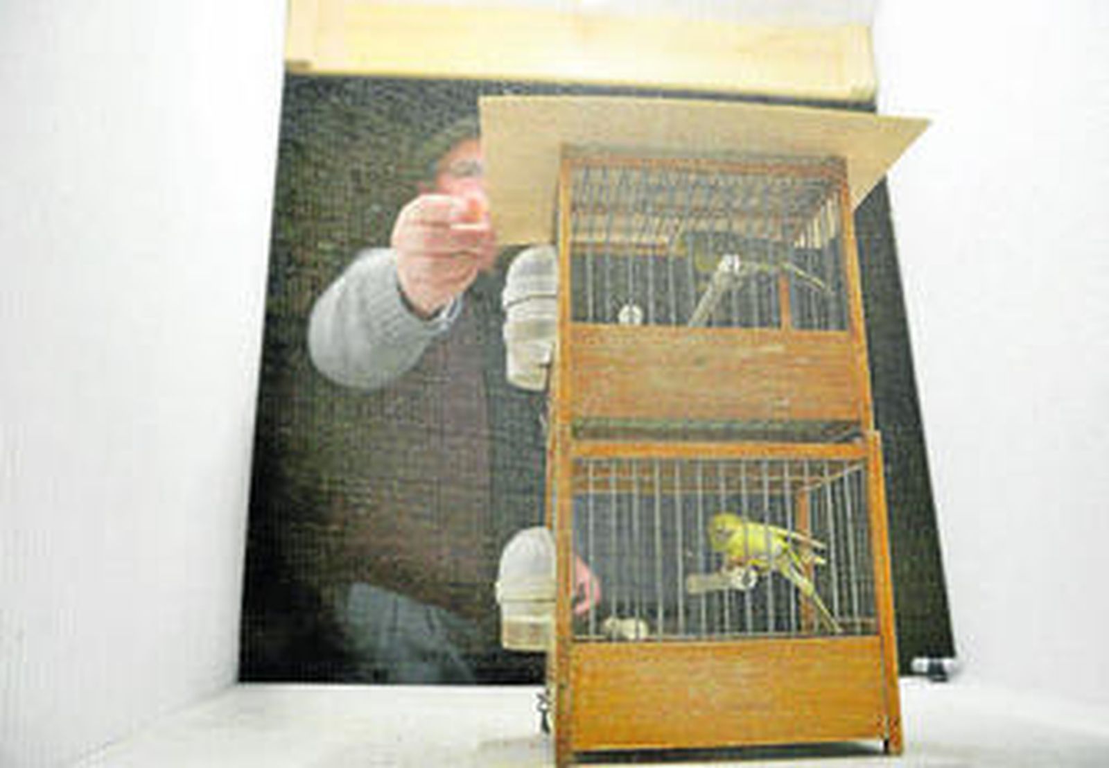 Imagen del I Encuentro de Canaricultores en Jerez, celebrado en enero en el CEIP Los Tartessos.