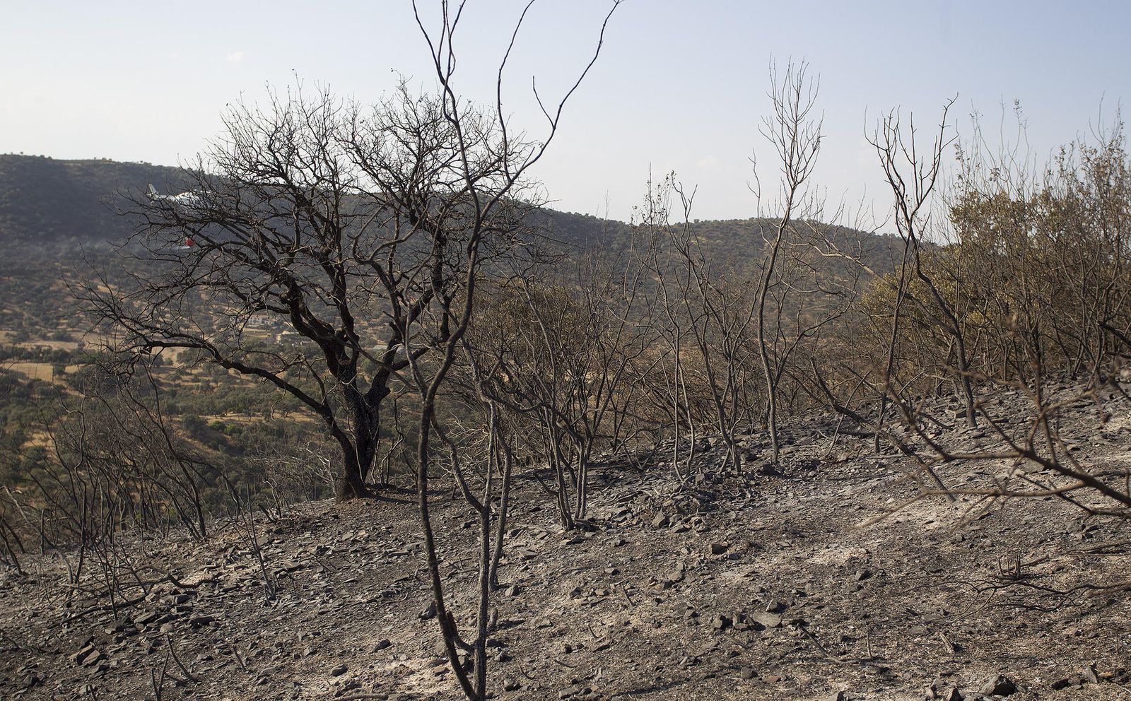 El incendio forestal de El Ronquillo, en imágenes