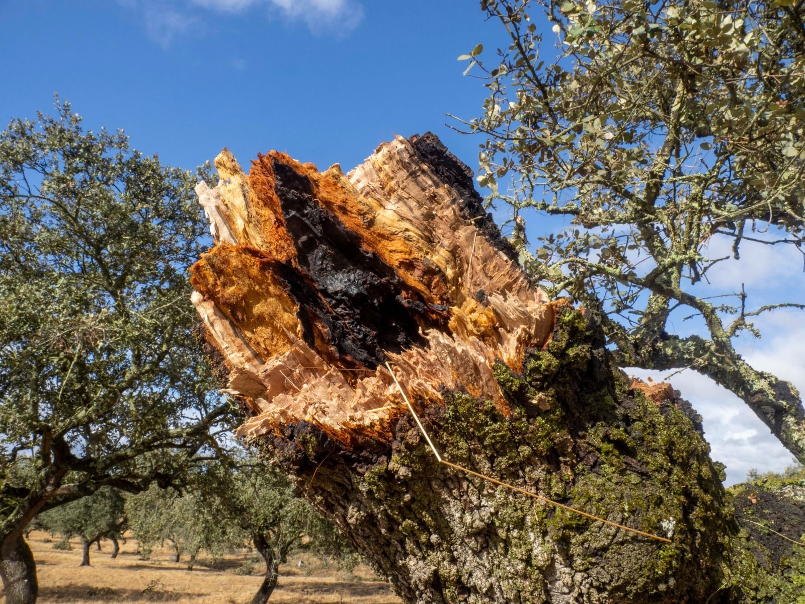 Imágenes de los destrozos provocados por un tornado en Villanueva de los Castillejos