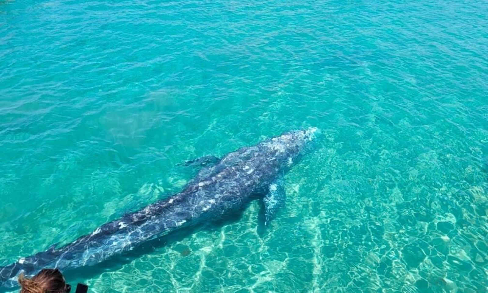 Ya no se puede hacer nada por Wally, la ballena gris encontrada en Mallorca