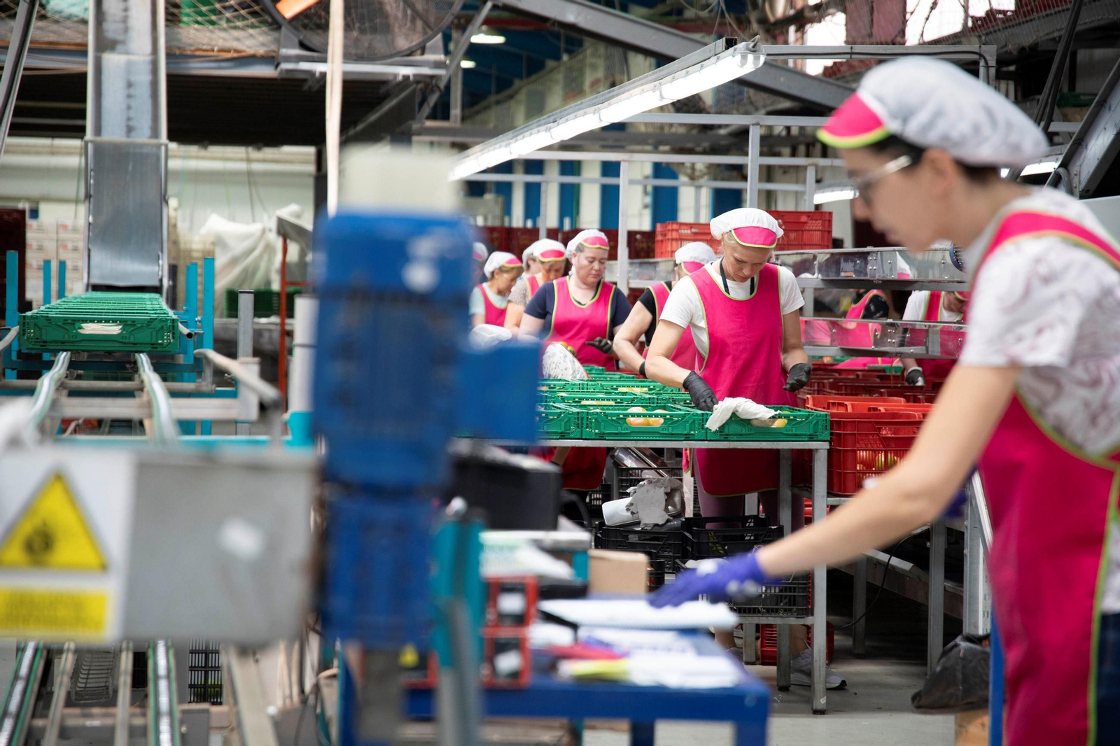 Vea cómo es el trabajo con las fantásticas sandías Premium en Grupo Caparrós