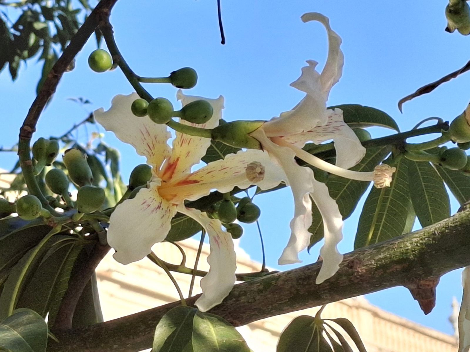 Flores que anuncian la primavera