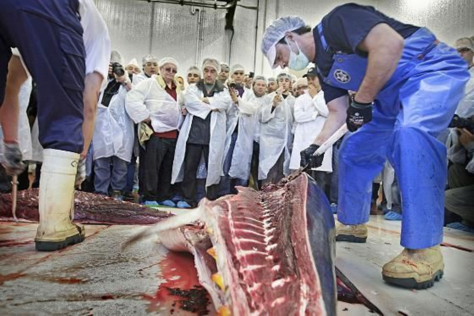 Cincuenta cocineros de elite asisten a la primera levantá en la almadraba de Barbate.

Foto: Julio Gonzalez