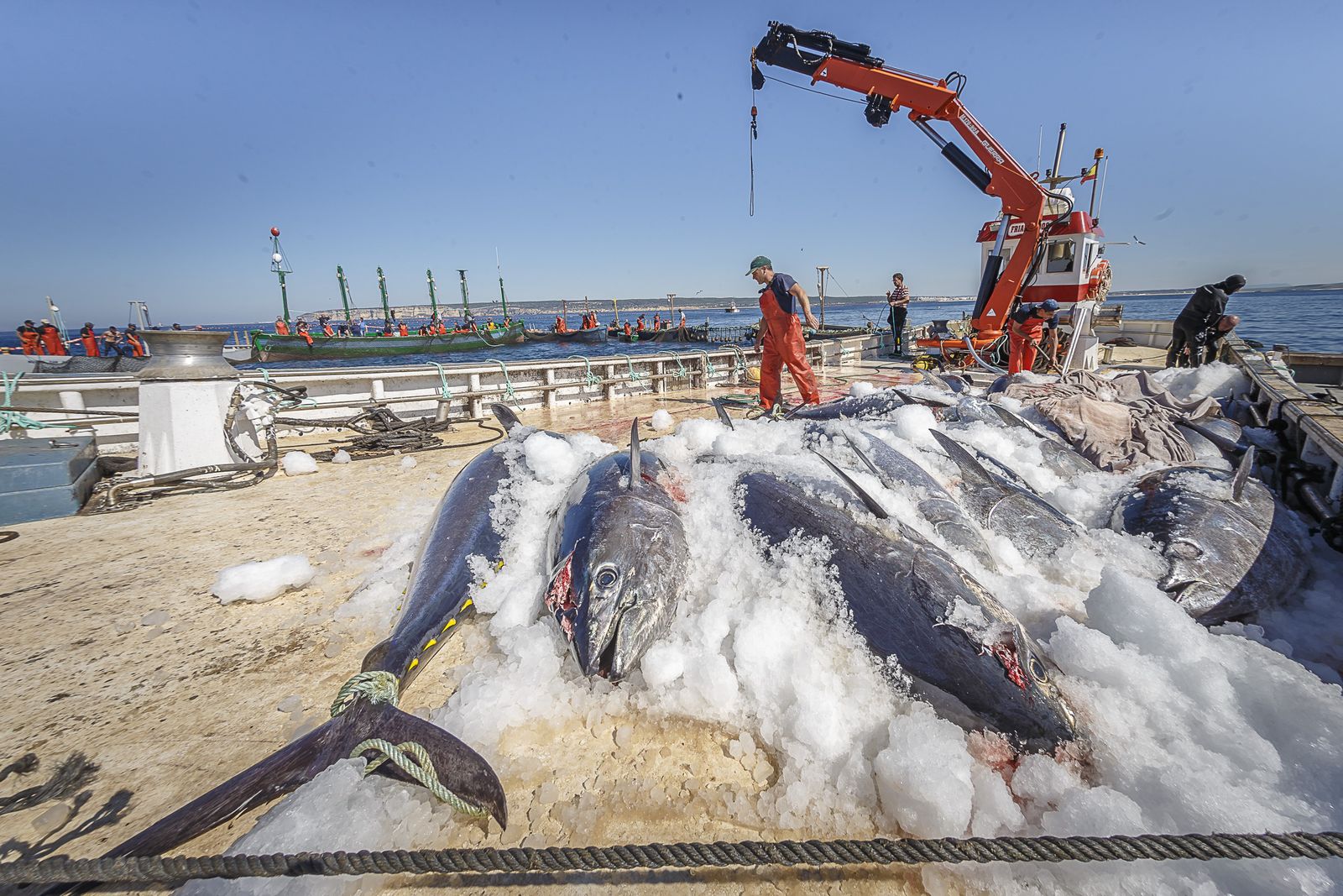 Atunes recién capturados en la almadraba de Barbate cubiertos de hielo inmediatamente.