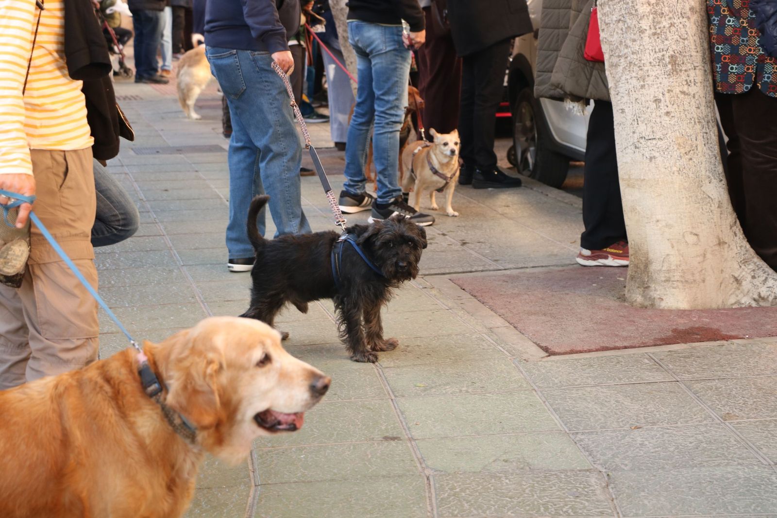 Así ha sido la bendición de las mascotas y la subasta de 'rabicos' en el casco histórico de Almería