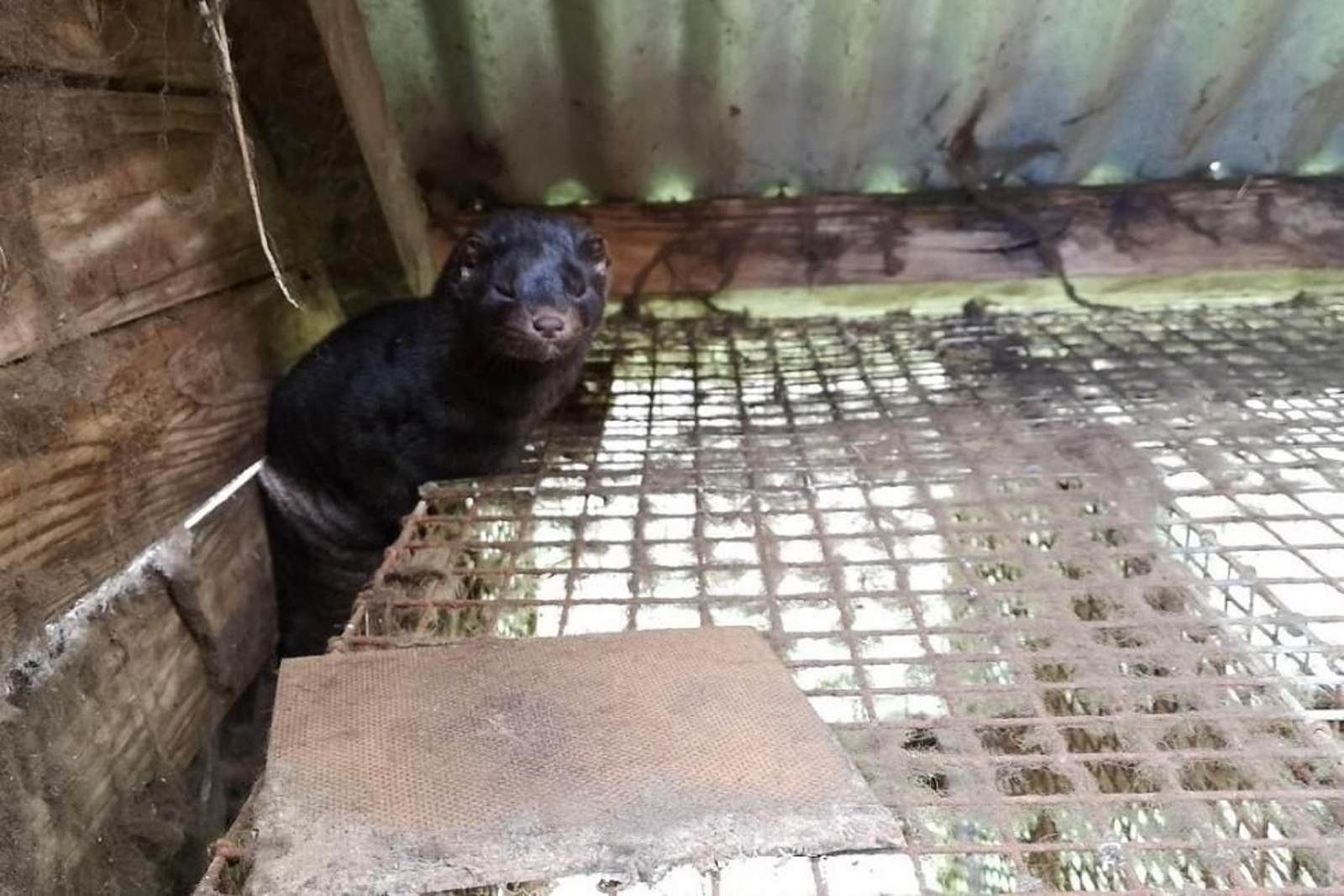 Un visón fuera de su jaula en una granja gallega