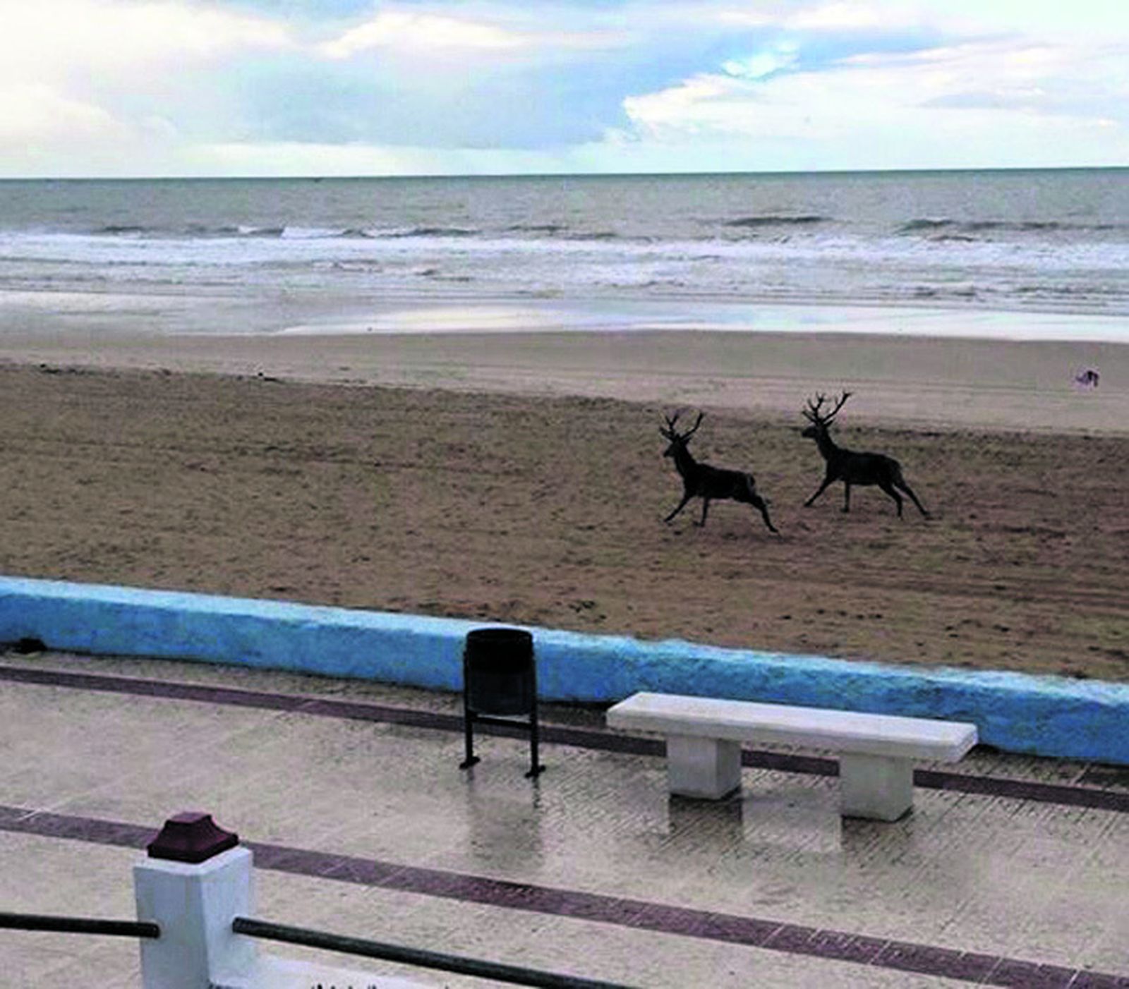¿En qué playa de Huelva puedes encontrarte ciervos paseando tranquilamente?