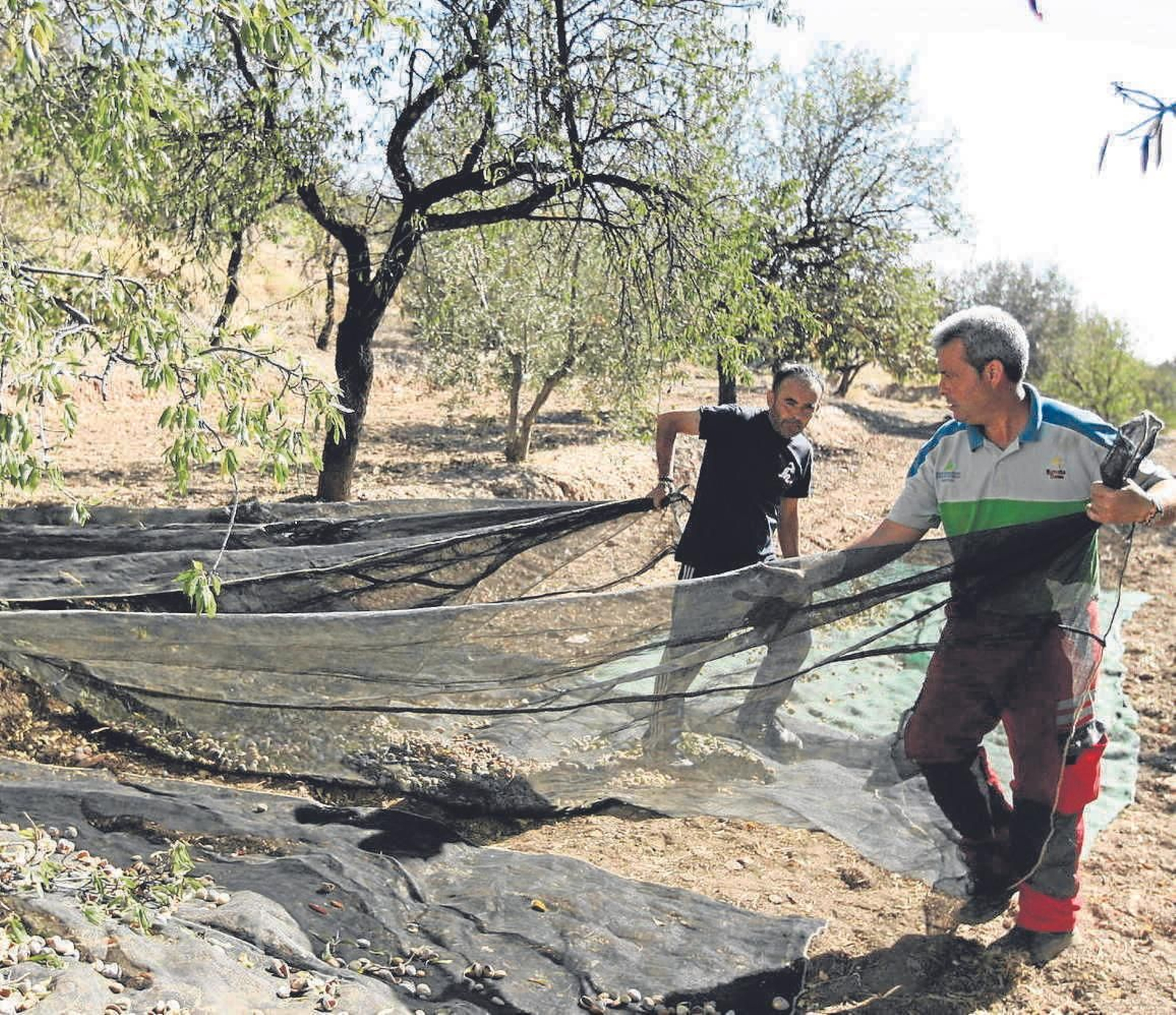 Recogida de la almendra en una finca.