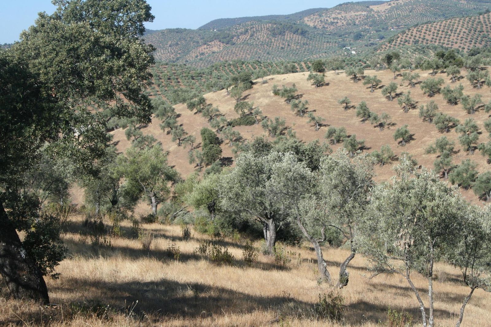 Olivos en la comarca de la Subbética.