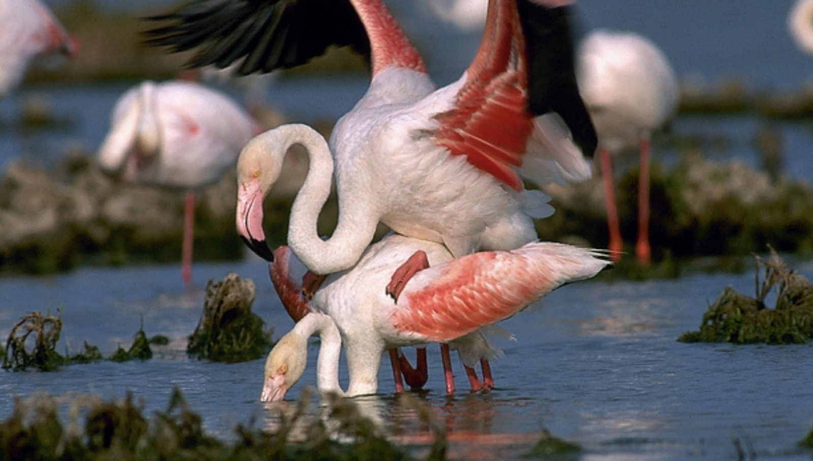 Flamencos en las lagunas de Campillos.