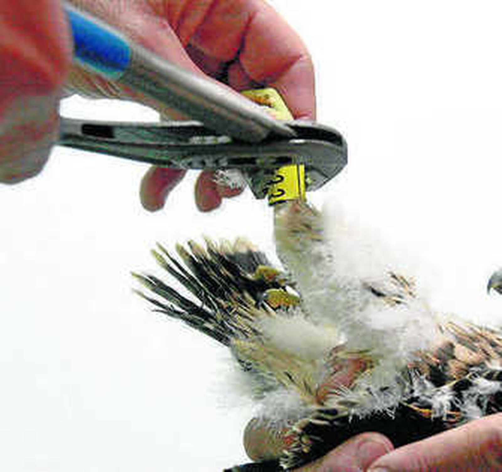 Un Gran Hermano emplumado