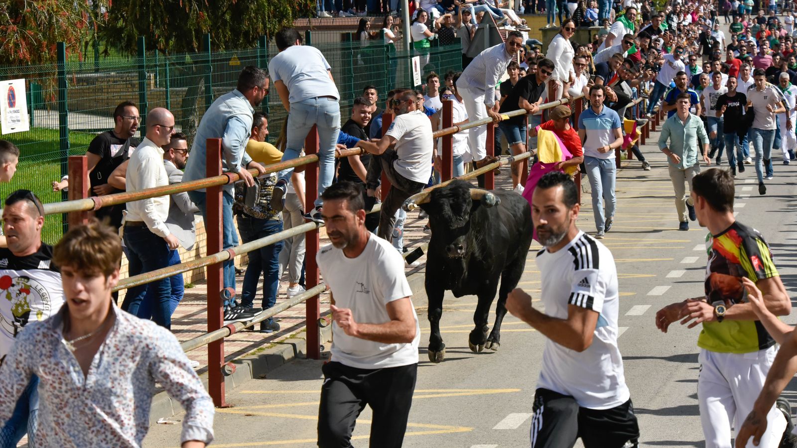 Fotos del encierro del sábado del Toro Embolao en Los Barrios