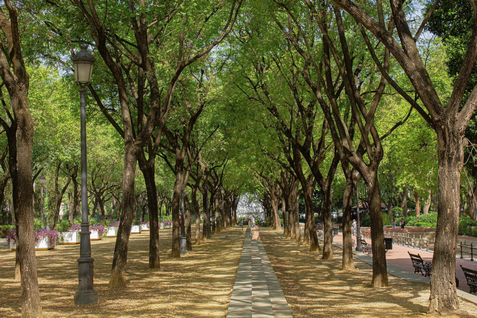 Los jardines del Prado y su gran cobertura arbórea. Los jardines del Prado y su gran cobertura arbórea.