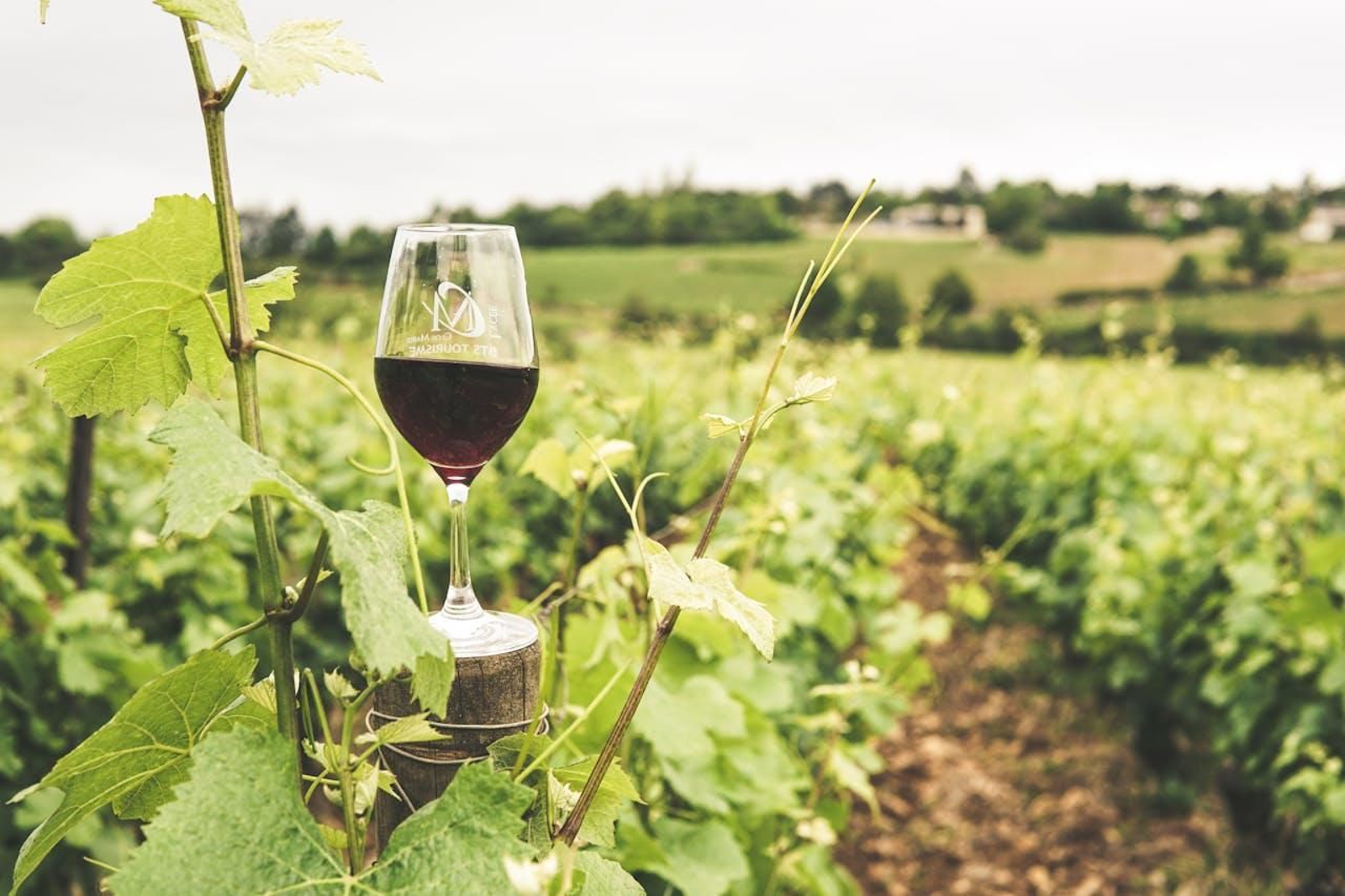 Con esta ruta conocerás los mejores vinos tinto de la provincia de Jaén en tres pueblos vinícolas.