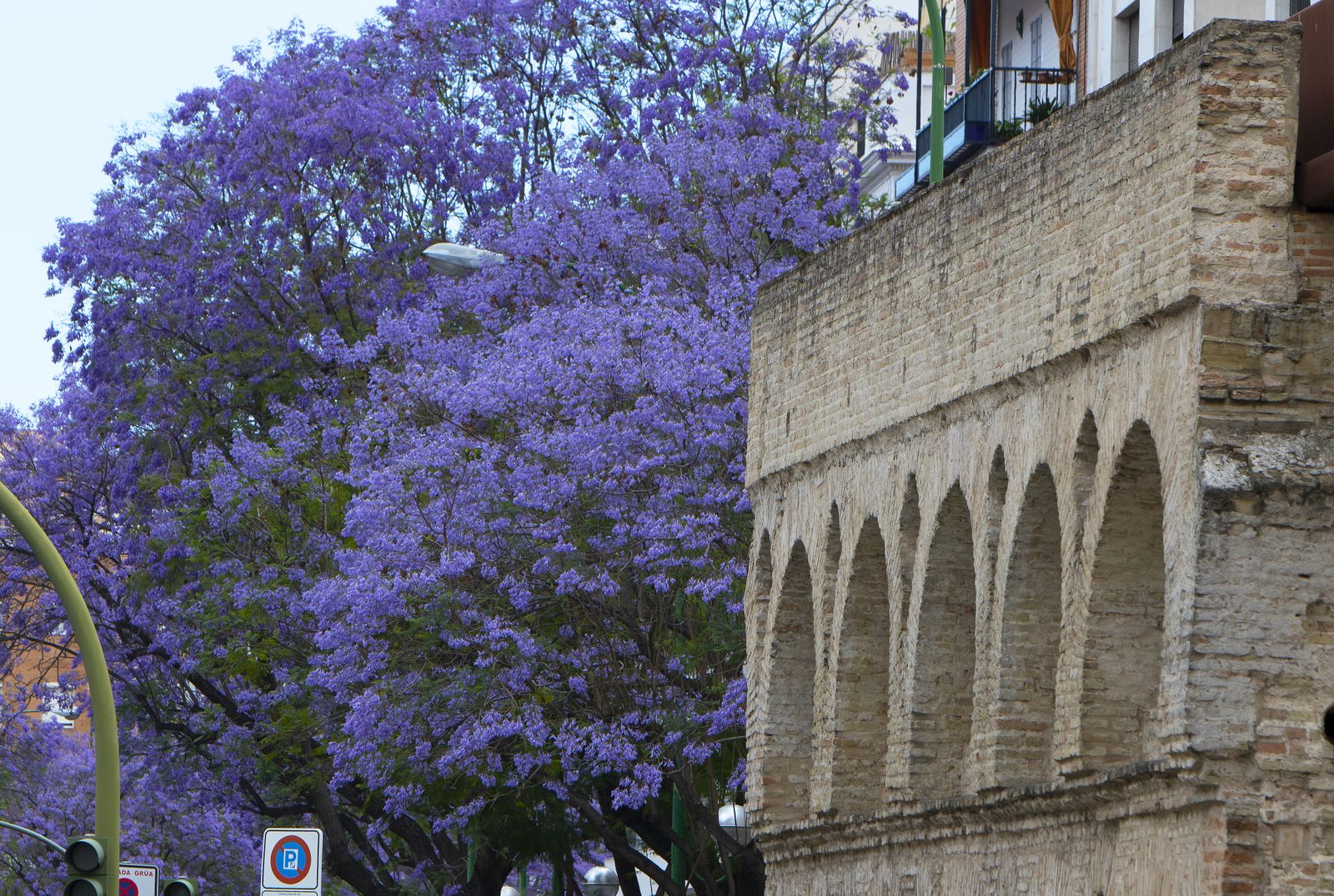 El color morado reina en Sevilla