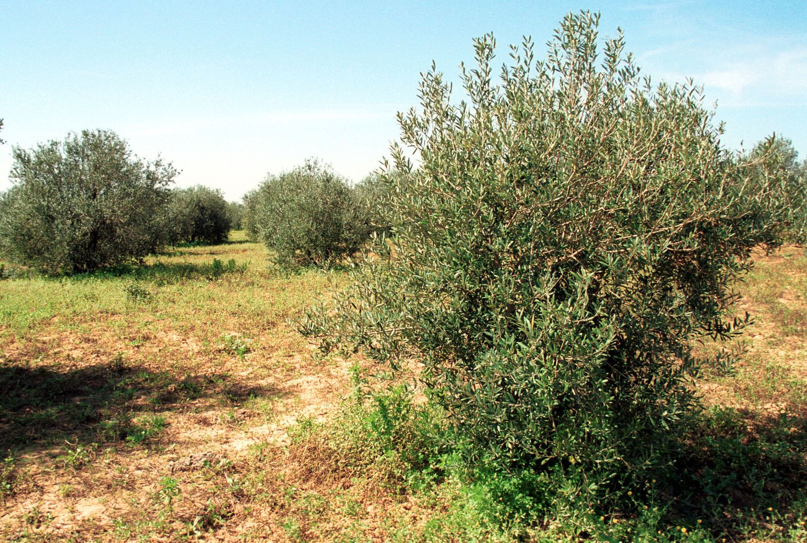 Imagen de varios ejemplares de olivo.