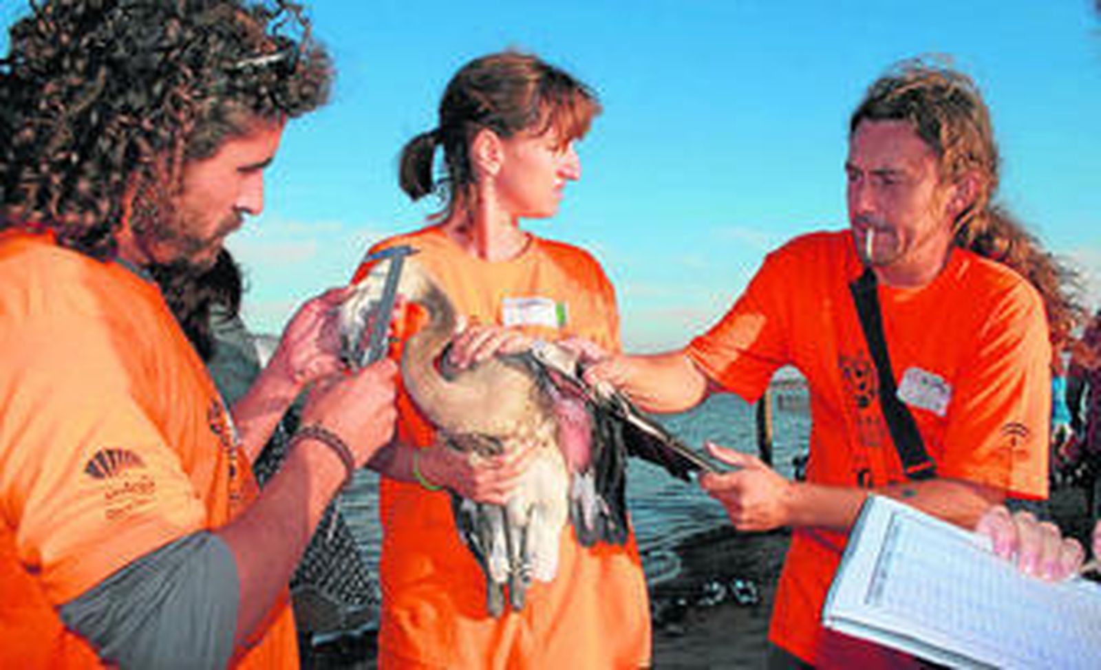 Las marismas del Odiel, en Huelva, han contado con la participación de 300 personas para el Programa de Anillamiento de Flamencos.