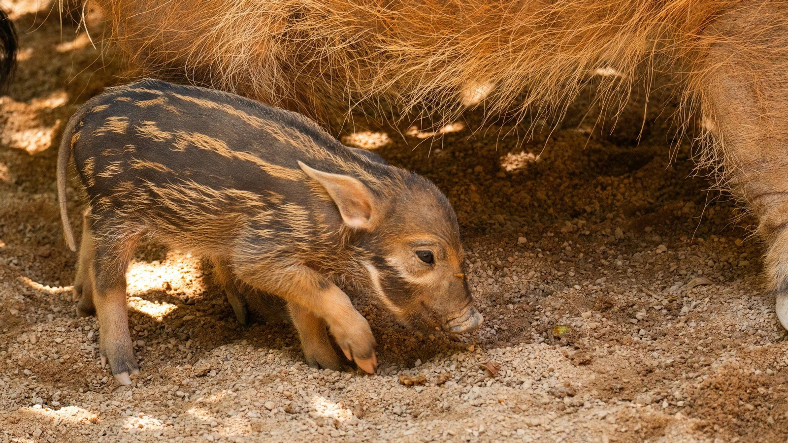 Nuevo nacimiento en Bioparc Fuengirola: llega una cría de potamoquero rojo, el jabalí más vistoso de África.
