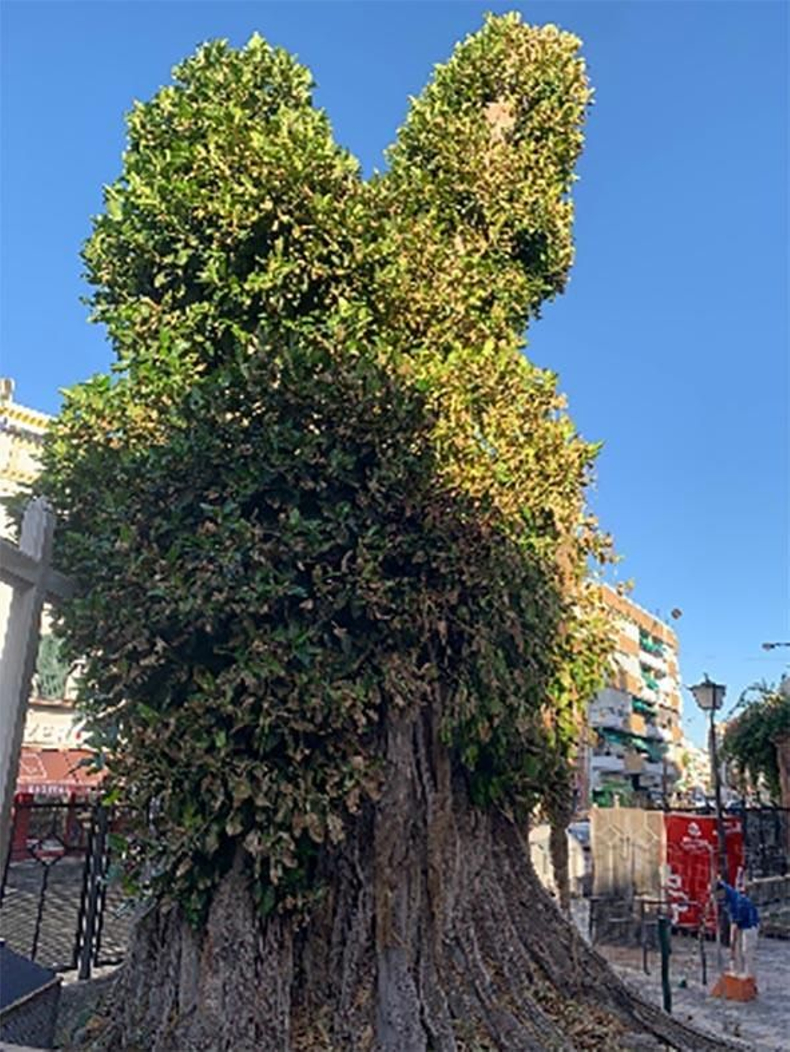 El efecto de la sequía en las hojas del ficus de Triana.