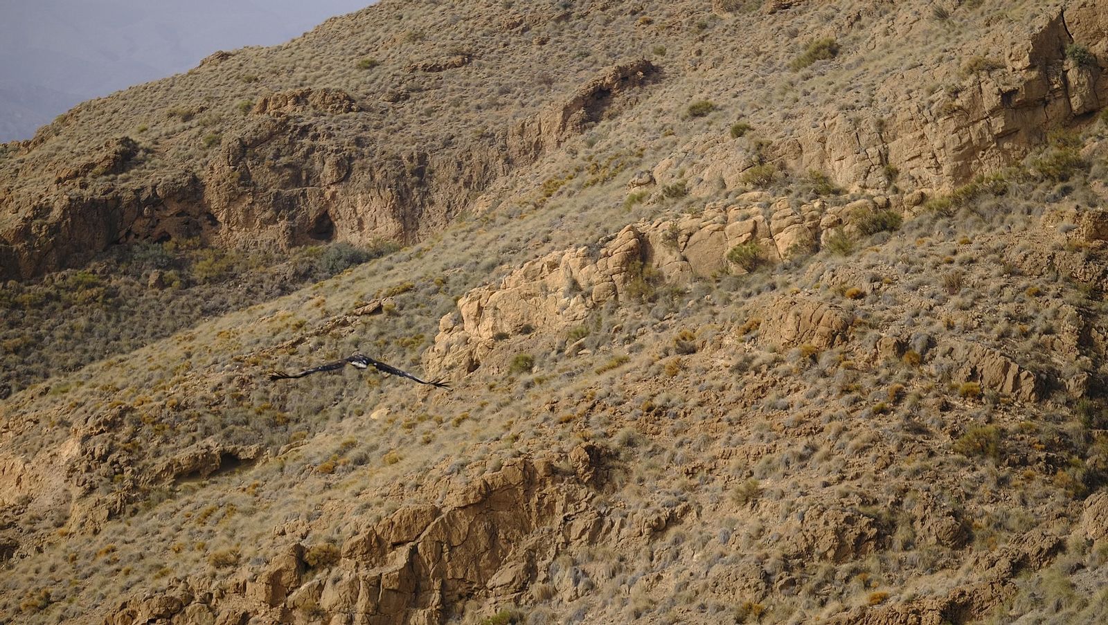 Suelta de un águila imperial, en imágenes