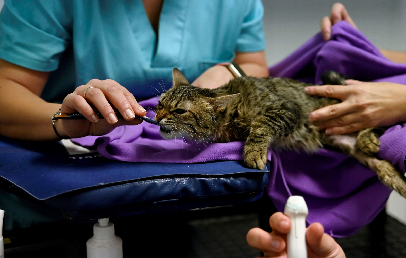 El Hospital Veterinario de la Universidad de Córdoba, en imágenes