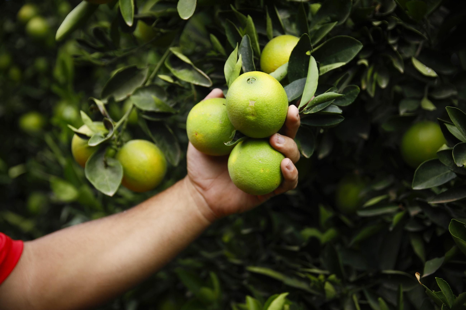 Las naranjas de Íllar, en imágenes