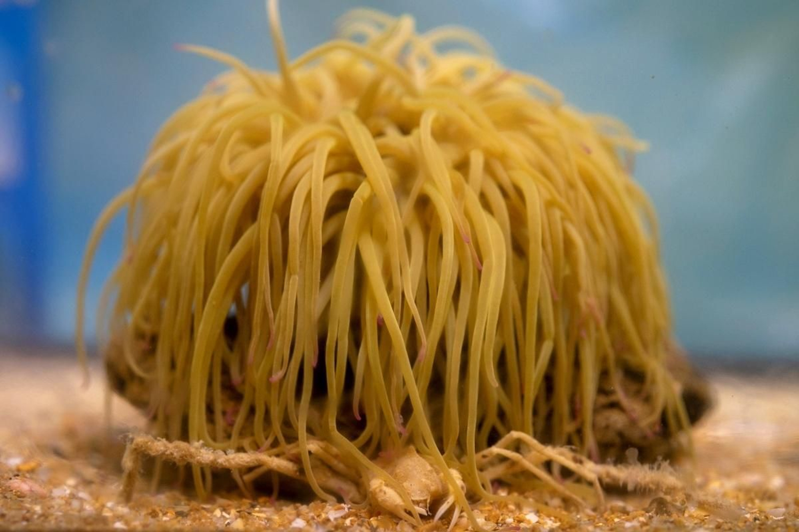 Hembra de 'Inachus gaditanus' bajo la ortiguilla que le ofrece protección.