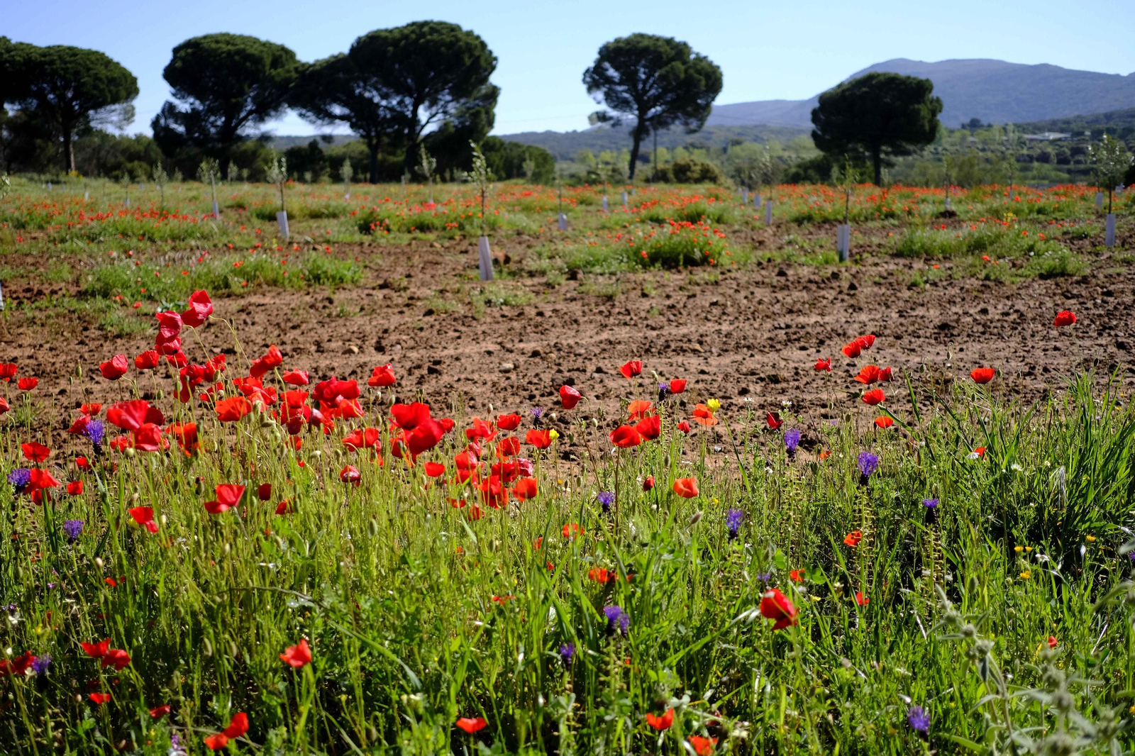 Brote de la la primavera, en fotos