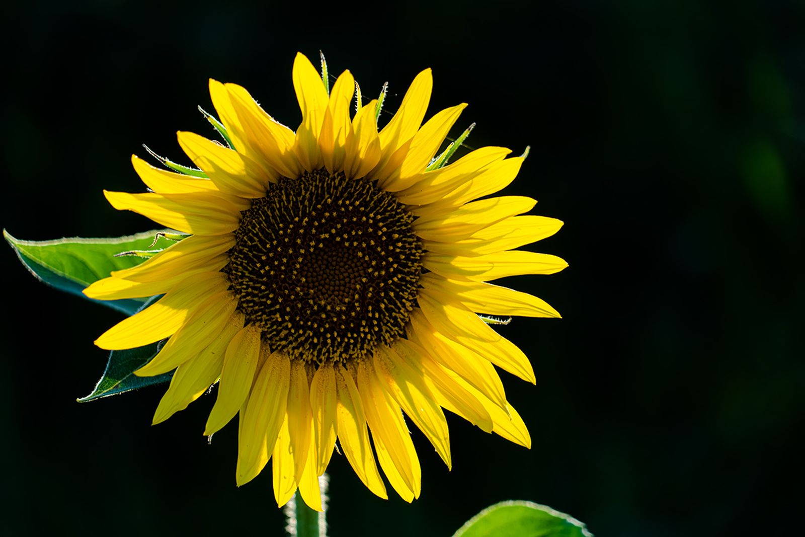 Campos de girasoles en la Campiña de Córdoba