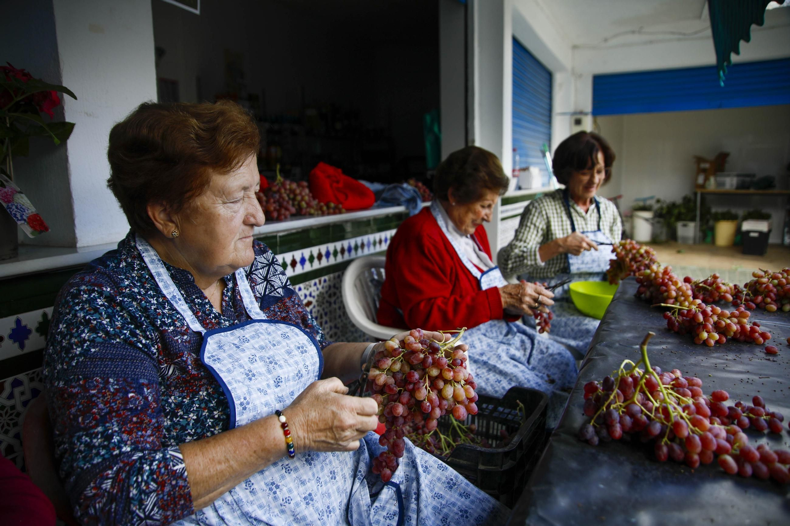 La tradicional faena de la uva de Canjayar, en imágenes