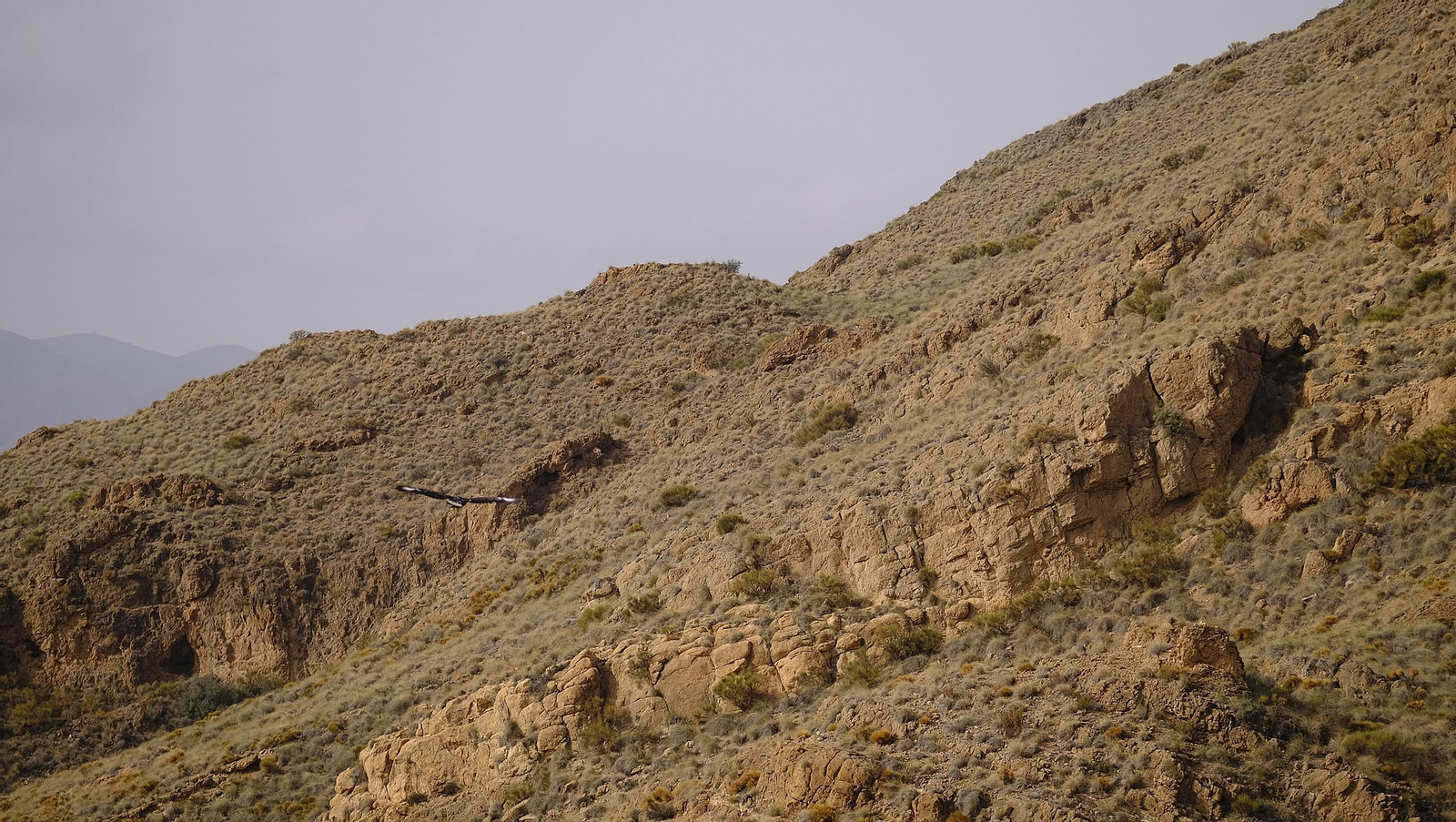 Suelta de un águila imperial, en imágenes