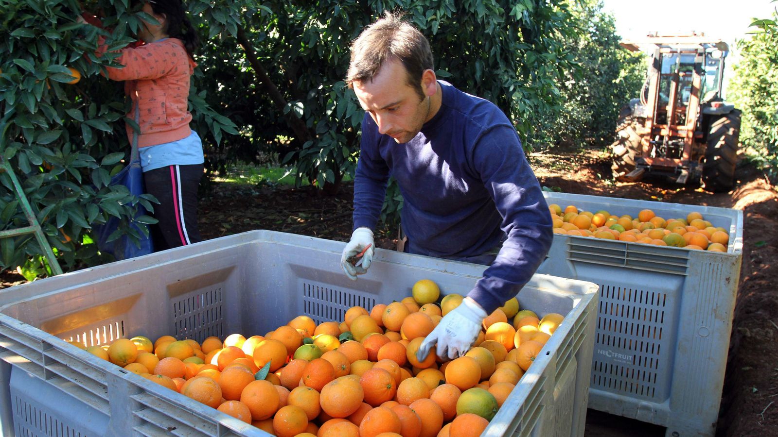 Recogida del fruto en Palma.