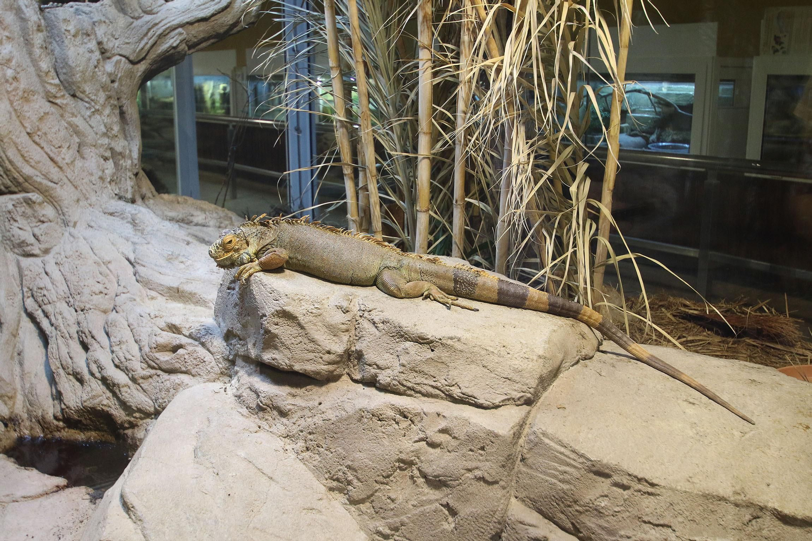 Fotogalería del Oasys Mini Hollywood sin actividad durante el coronavirus