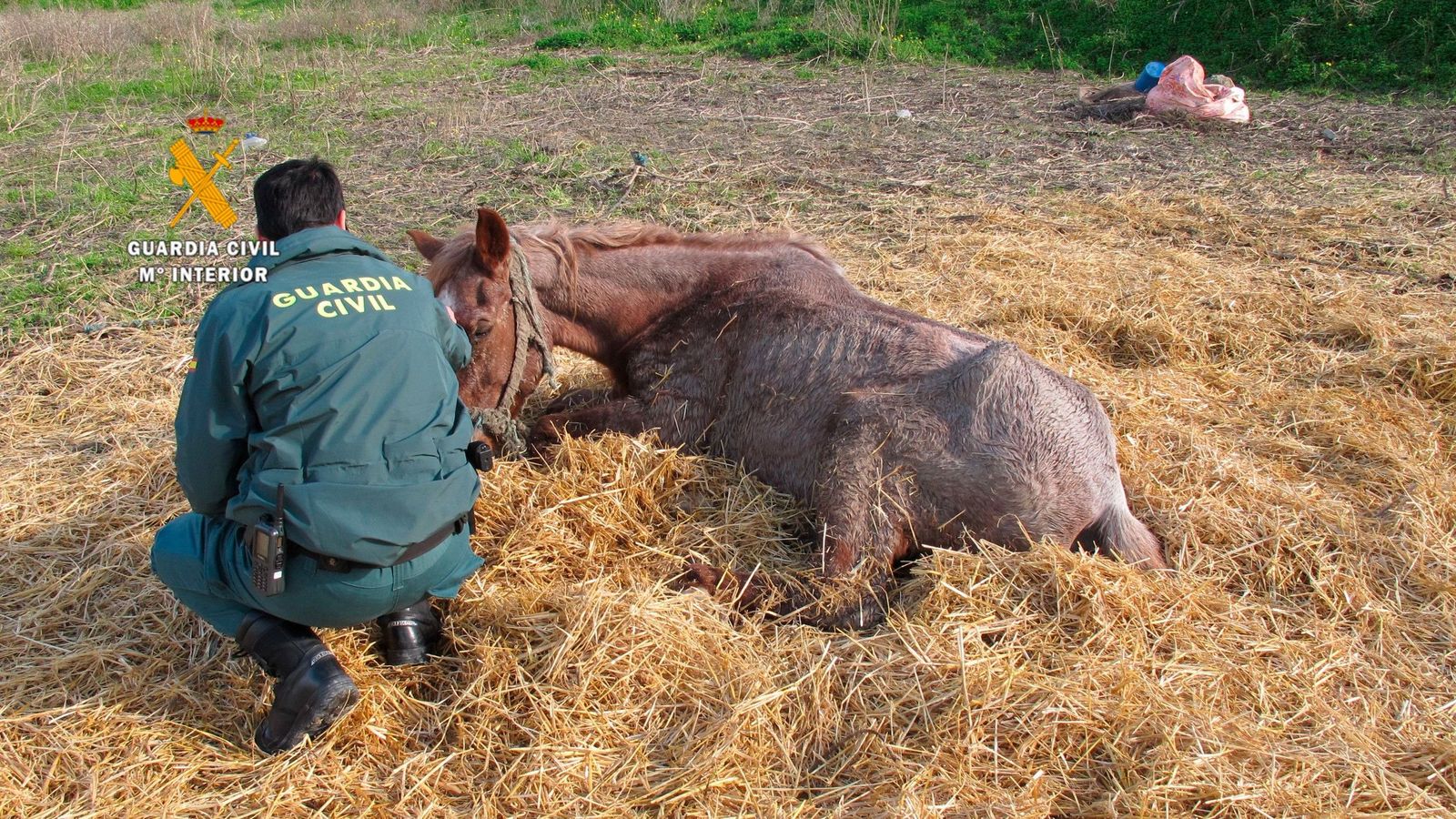 Investigan al dueño de una explotación equina en Cártama por maltrato tras tener que sacrificar a una yegua