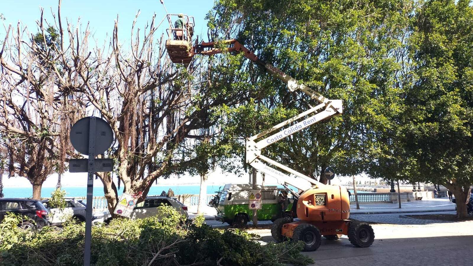 Ejemplares ya podados, a la izquierda, junto a ejemplares sin podar.