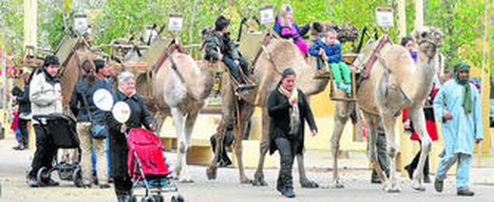 Los dromedarios que la anterior Navidad estuvieron en la Encarnación hacen caravana en la Alameda.