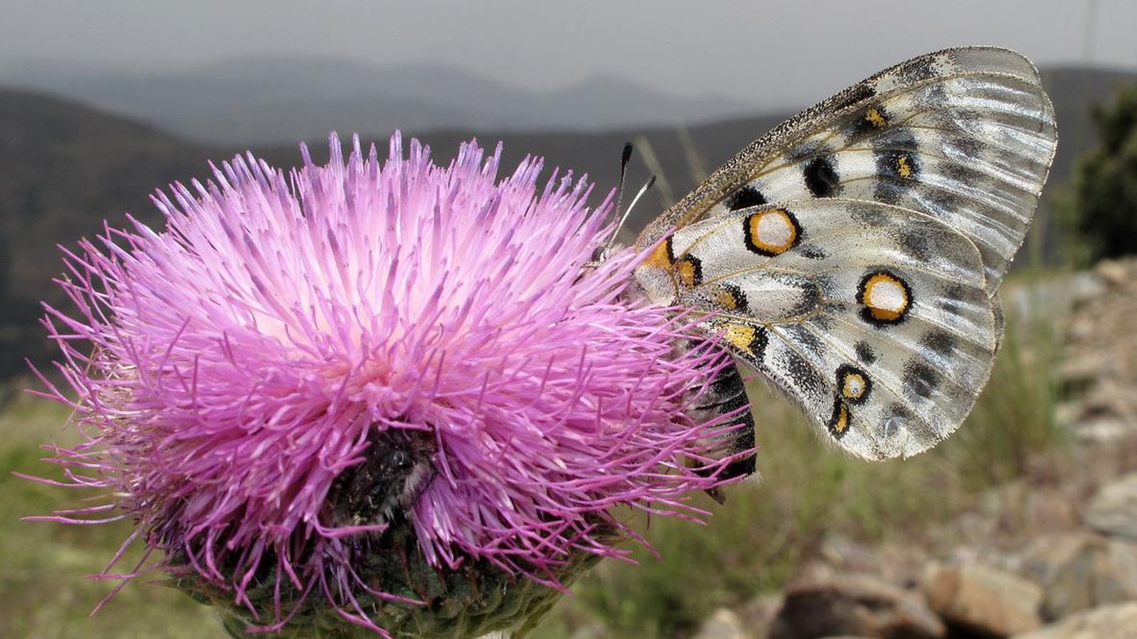 Apolo, otra de las mariposas de la Sierra.