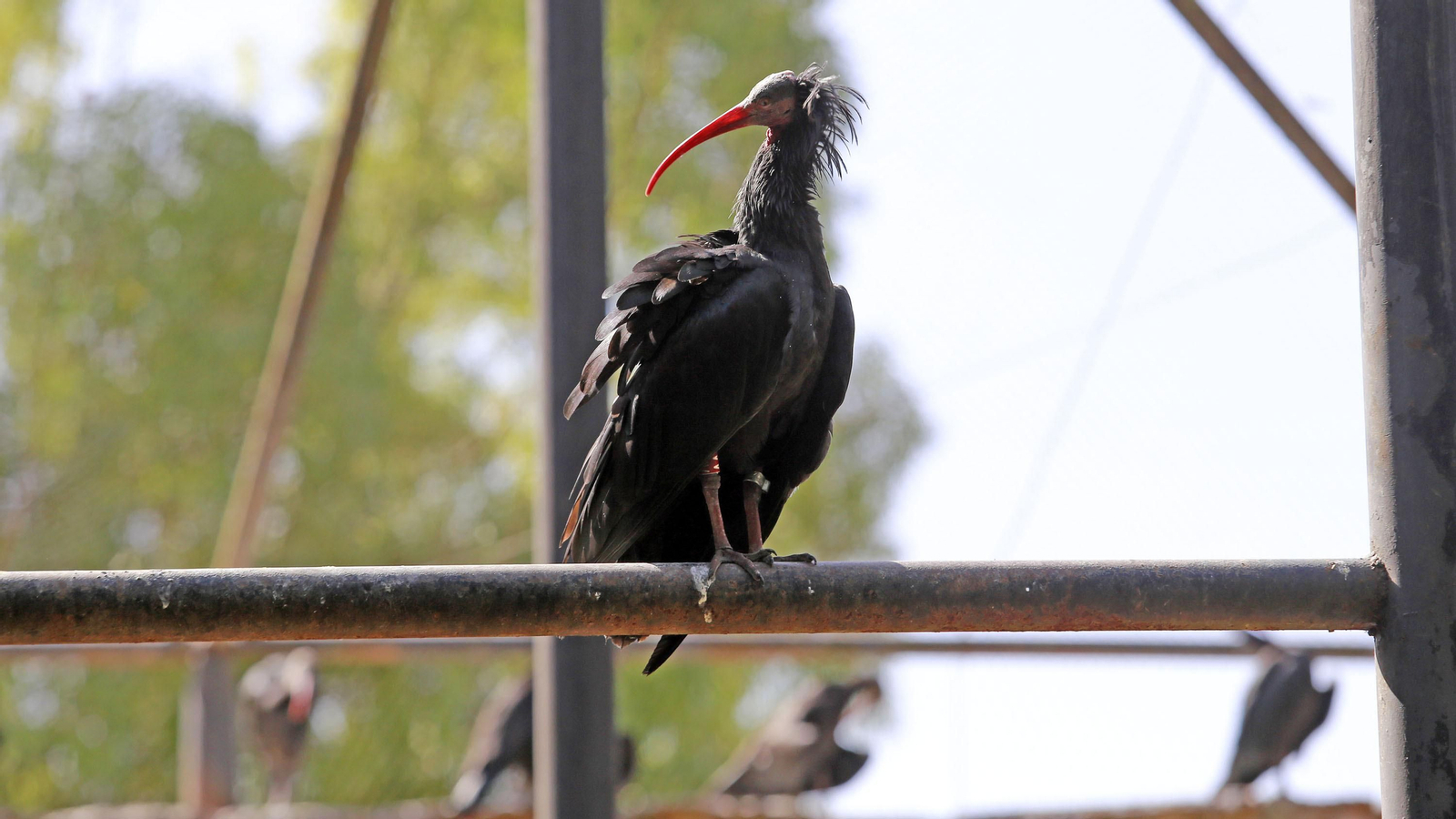 Reapertura del Zoo de Jerez