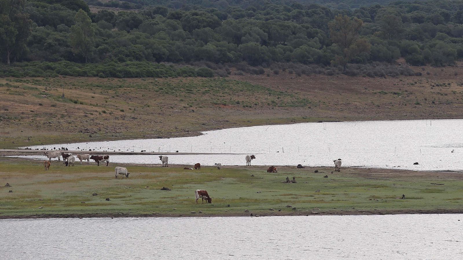 Varias vacas pastan junto al embalse de Charco Redondo.