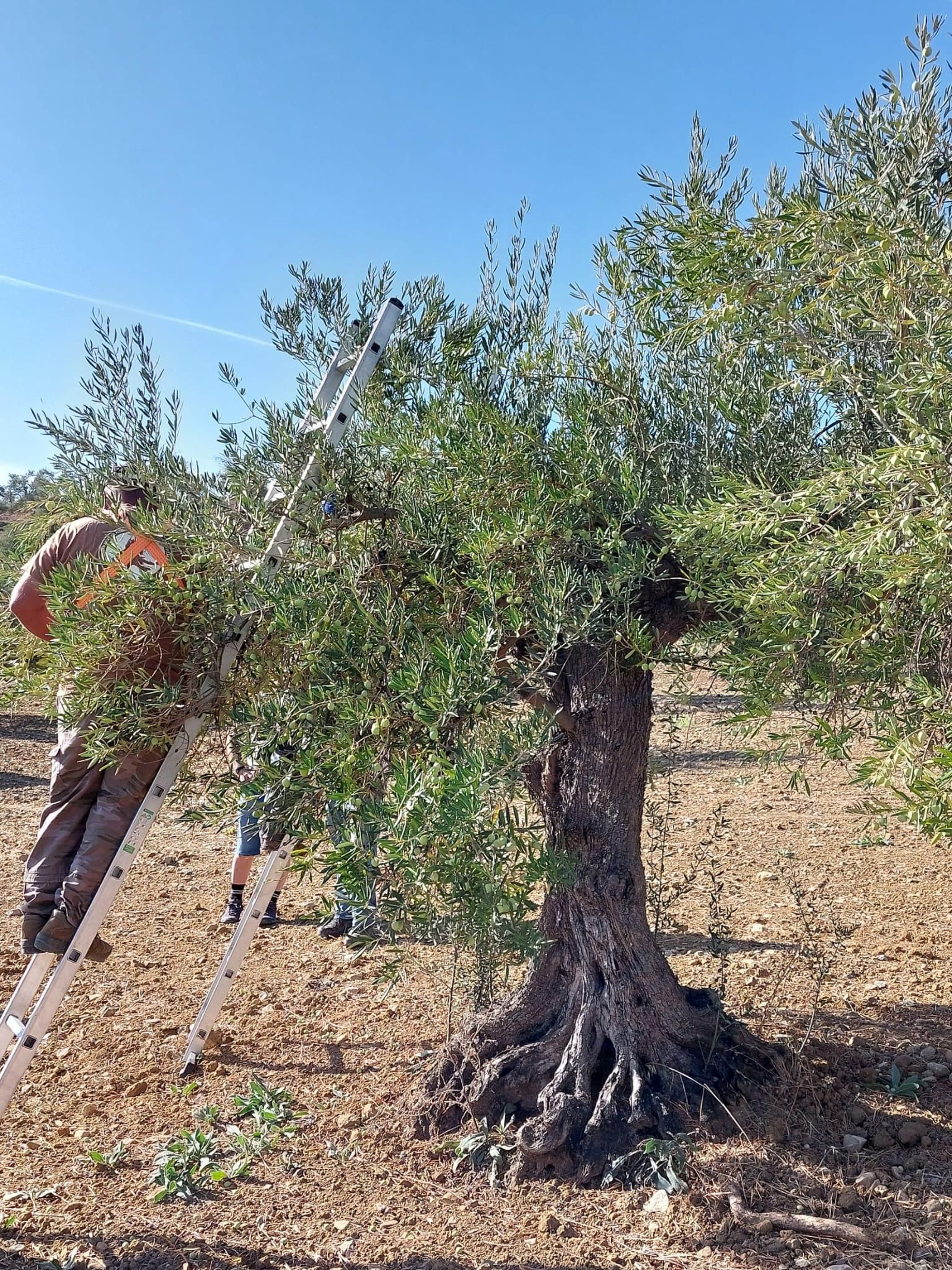 Inicio de la recogida de la aceituna Aloreña Inicio de la recogida de la aceituna Aloreña