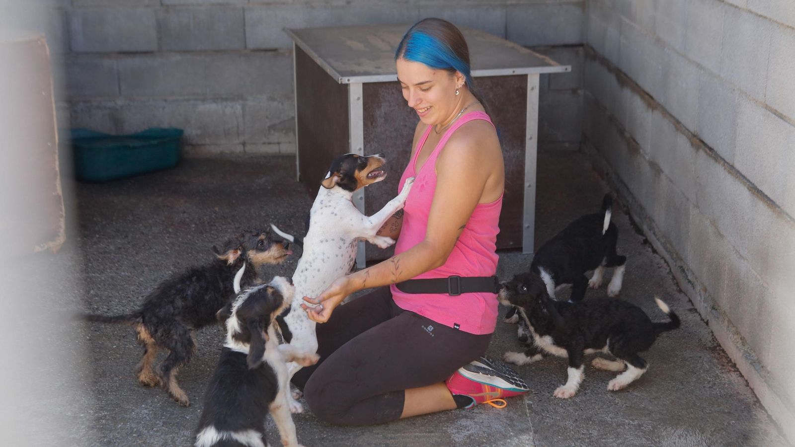 Las fotos de la protectora de animales de La Línea El gato andaluz