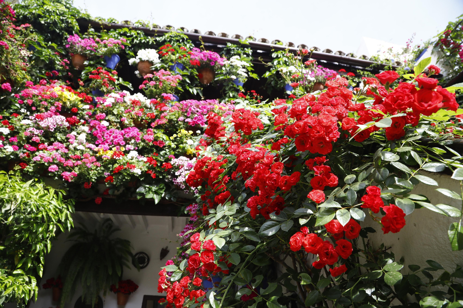 El primer día de Patios en Córdoba, en imágenes